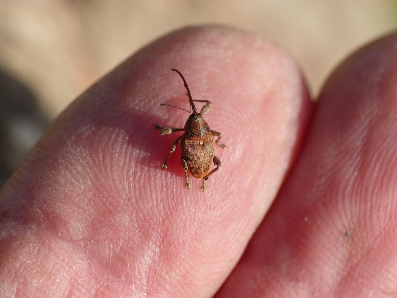 Curculio glandium